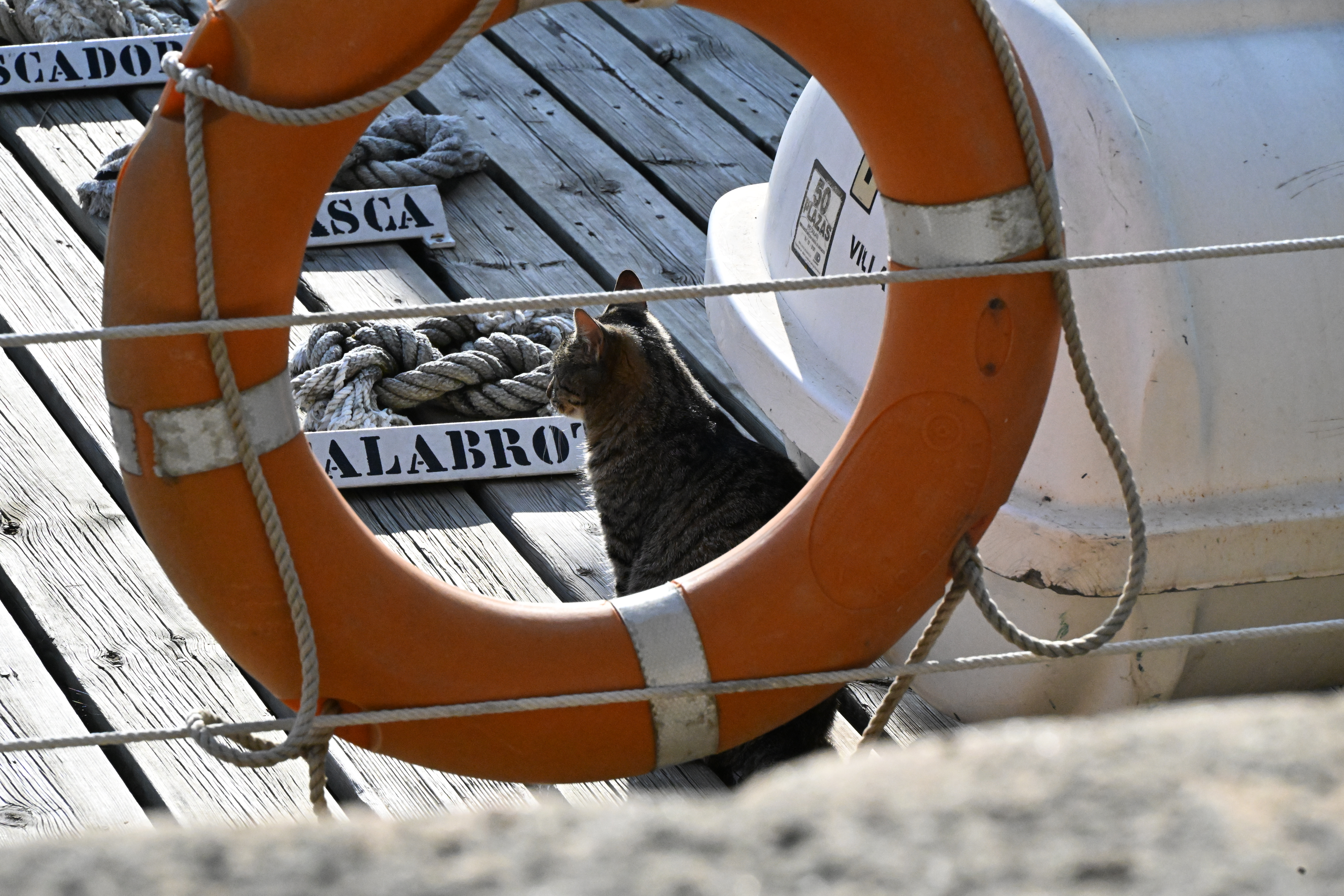 A Cat in a Swimming Ring