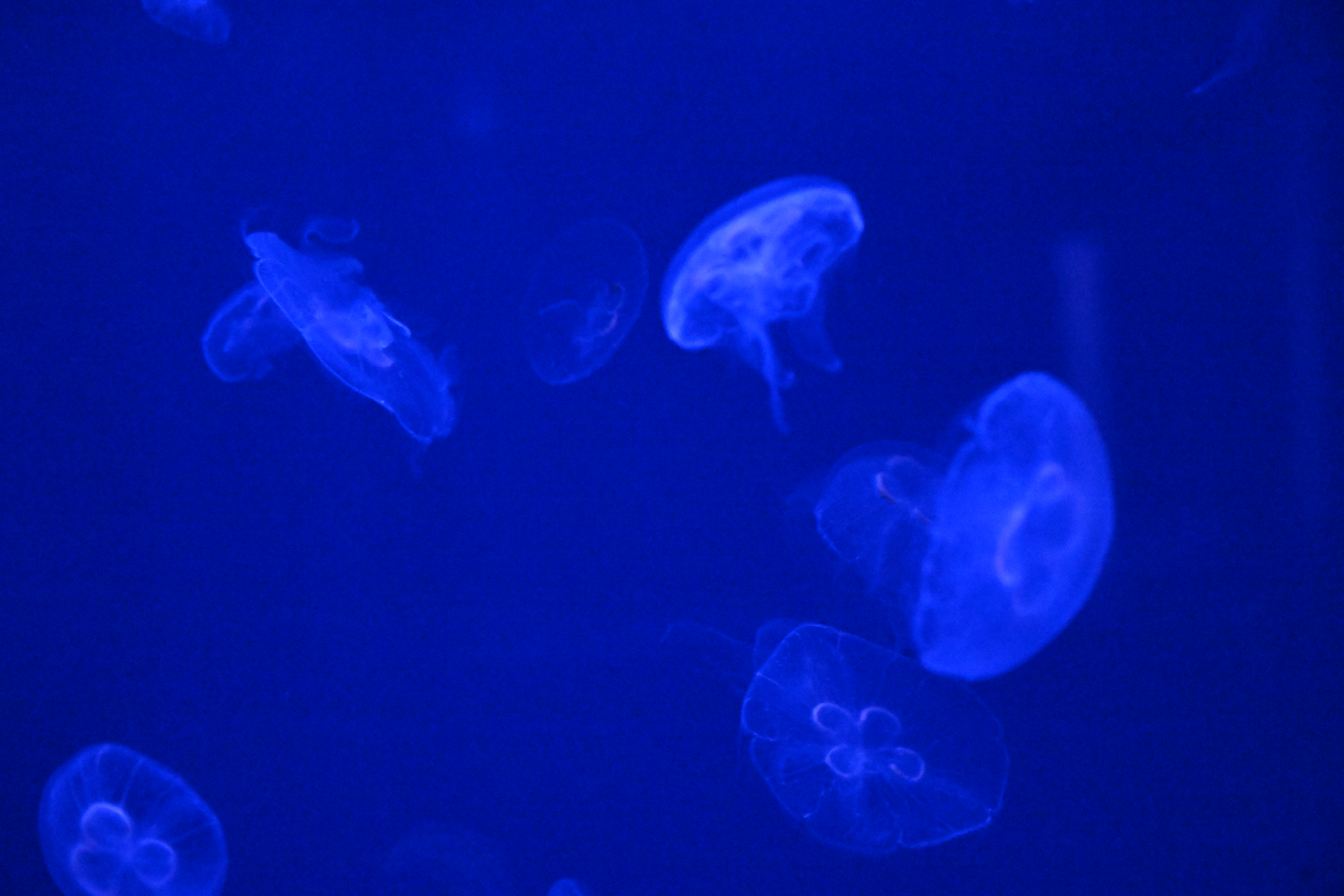 Jellyfish